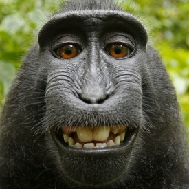 436961-female-crested-black-macaque-monkey