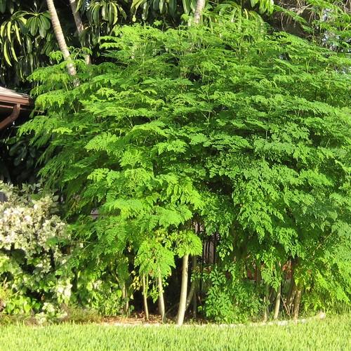 moringa oleifera tree